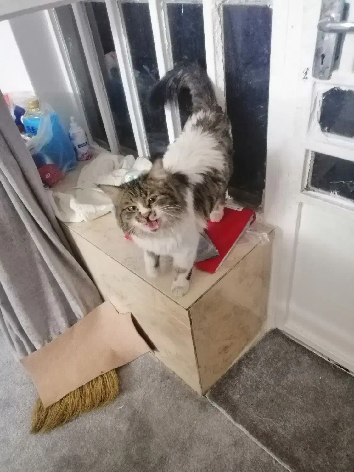 گربه دست اموز|گربه|کازرون, |دیوار