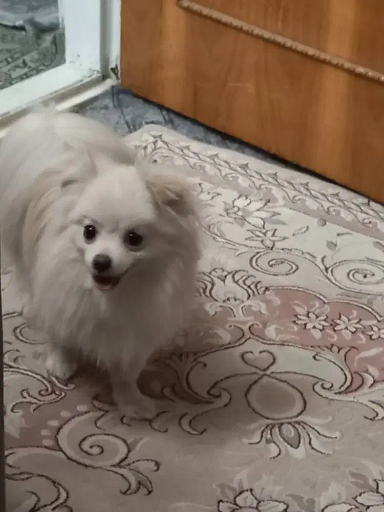 واگذاری پامر نر و ماده|سگ|تهران, تهرانسر غربی|دیوار