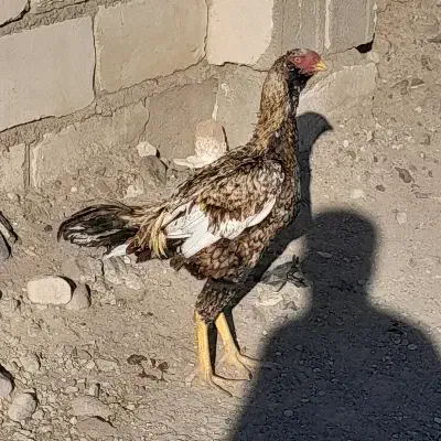 خروس لاری|حیوانات مزرعه|اردبیل, |دیوار