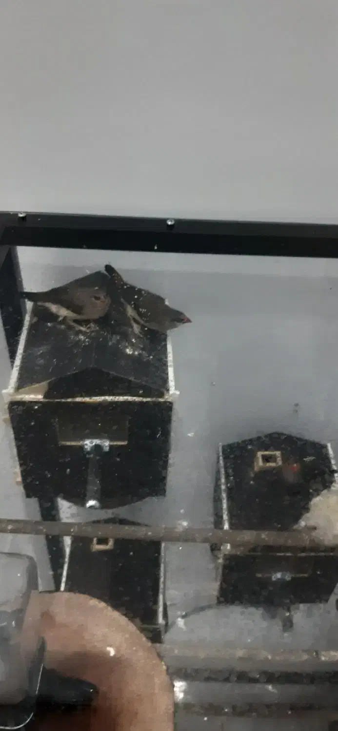 فنچ توت فرنگی|پرنده|اسلامشهر, شهرک جانبازان|دیوار