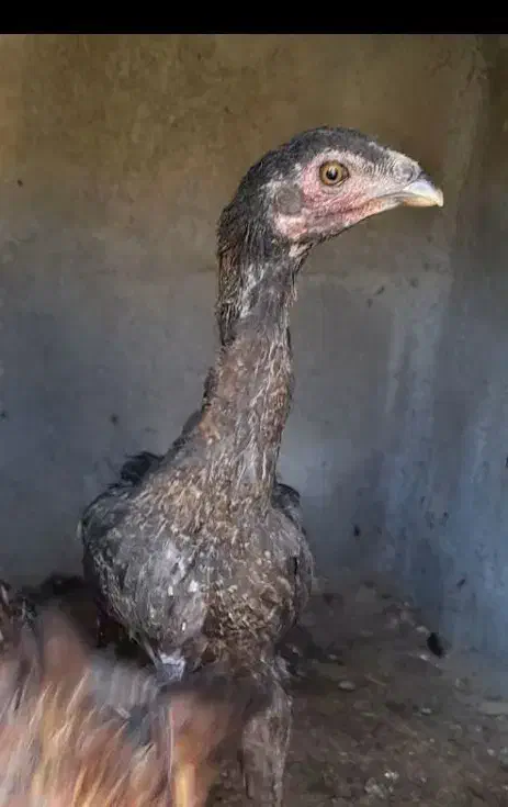 لاری.|حیوانات مزرعه|تربت جام, شاهد|دیوار