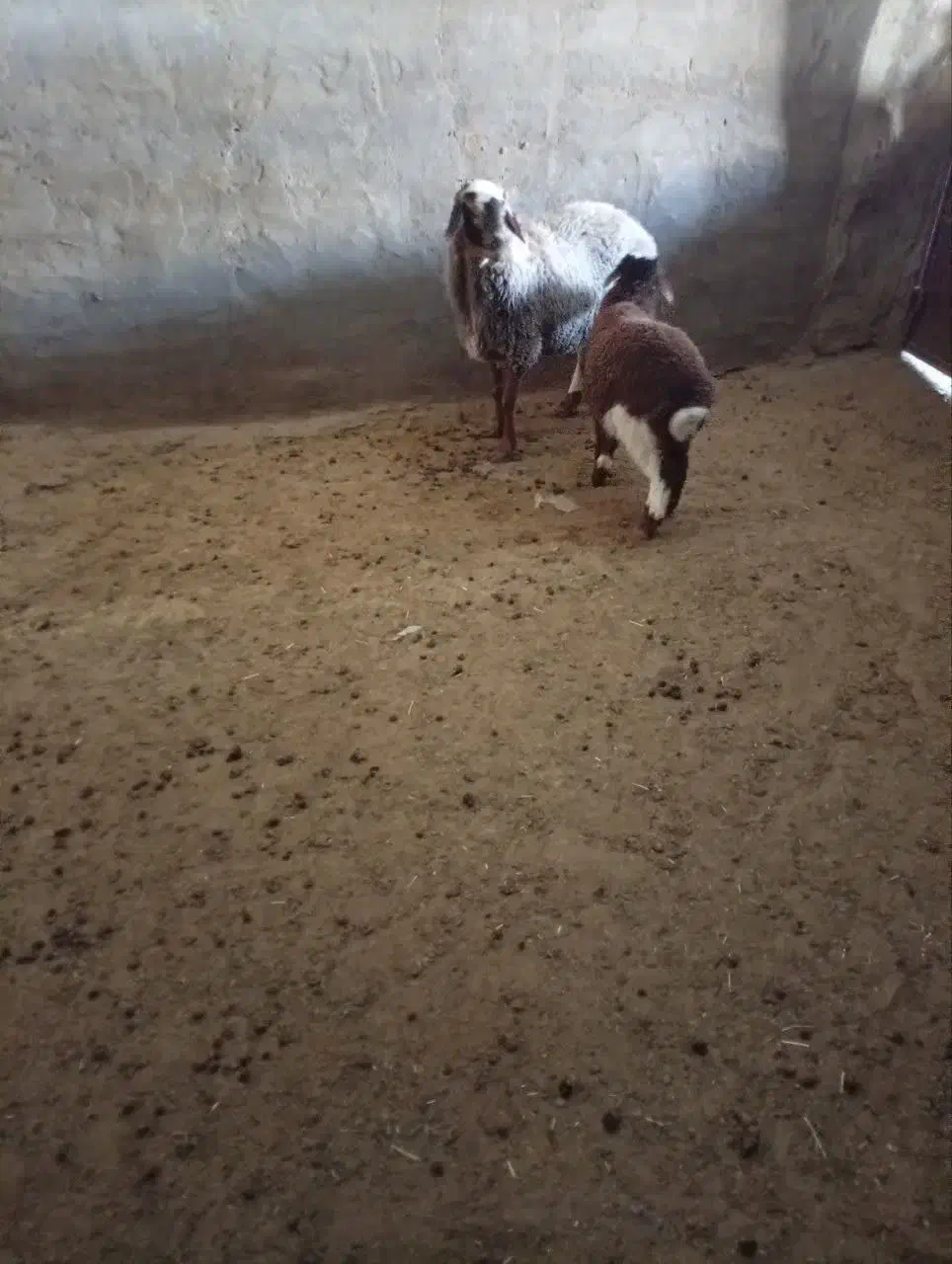 میش و بره افشاری|حیوانات مزرعه|ندوشن, |دیوار