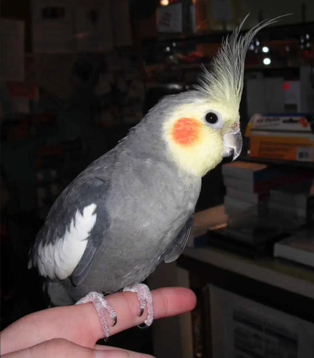 عروس هلندی|حیوانات|اهواز, بیست متری شهرداری|دیوار