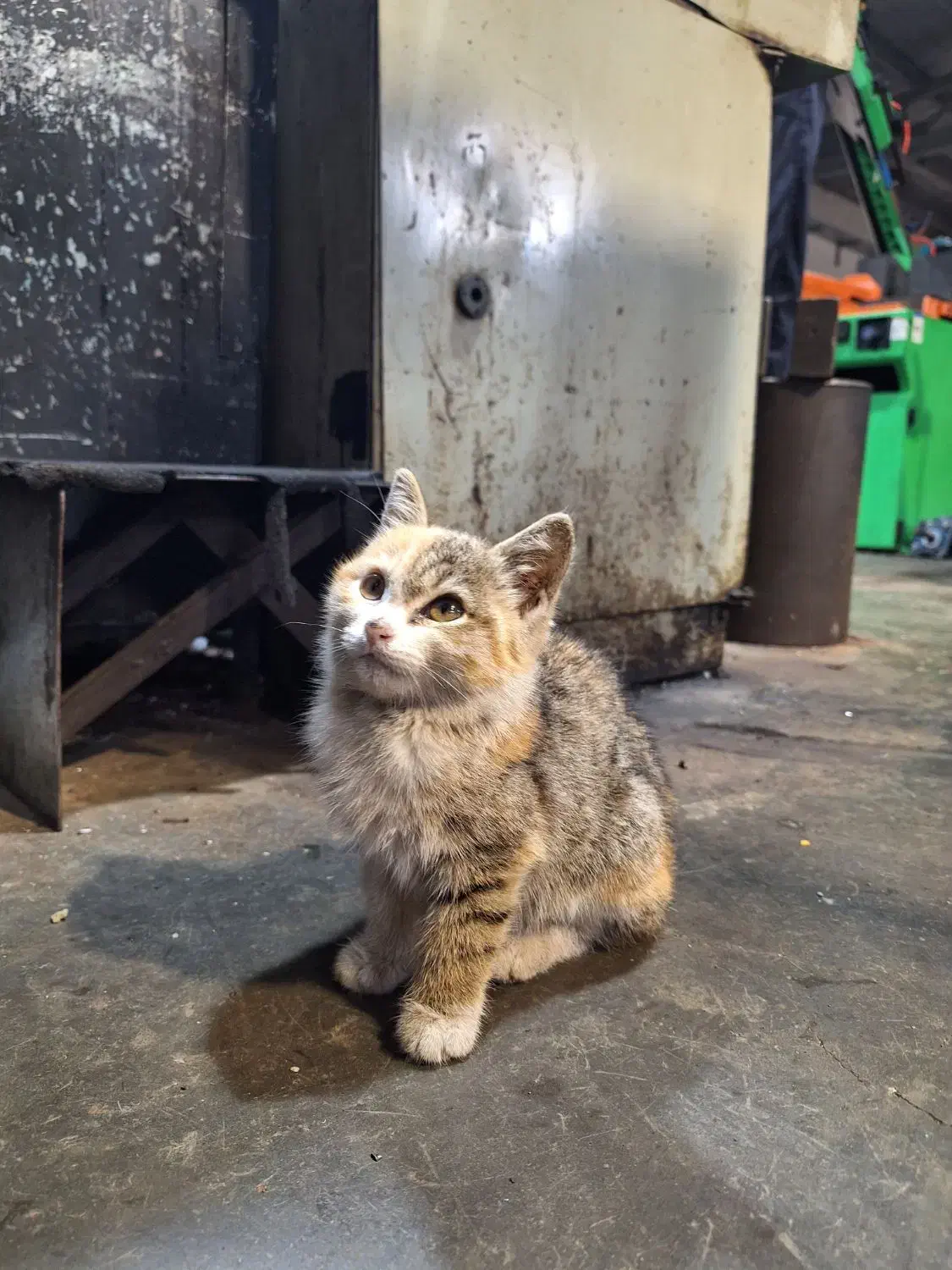 واگذاری گربه|گربه|پیربازار, |دیوار