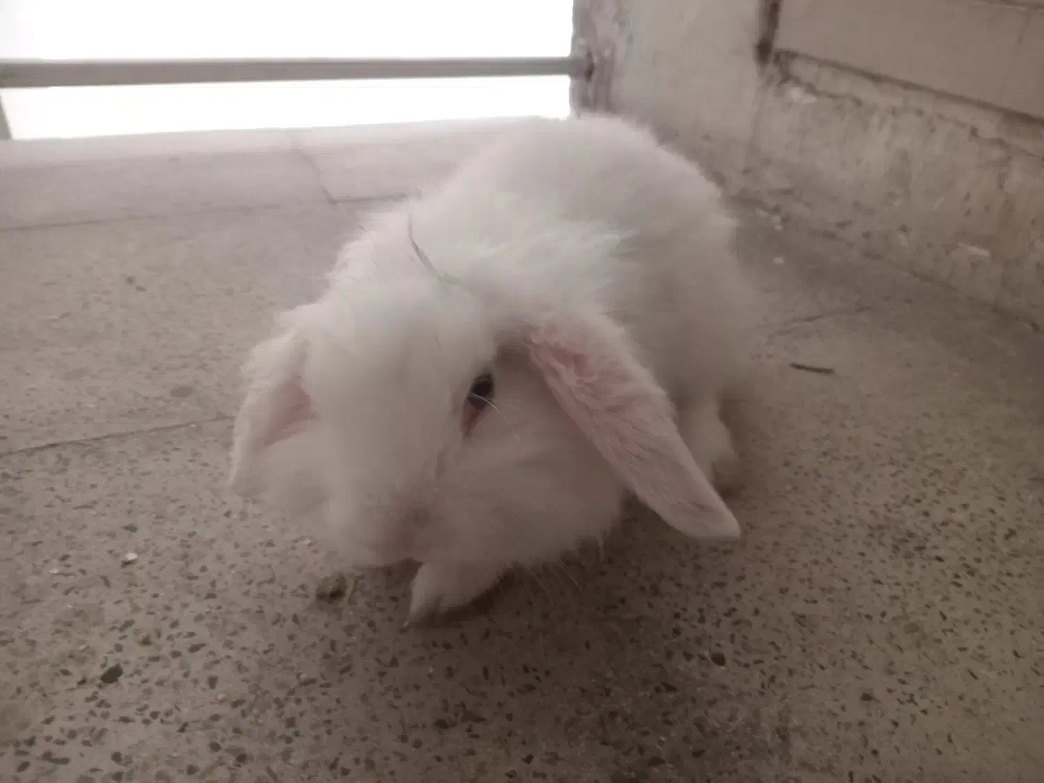 خرگوش سفید نر فقط ۵۰۰|موش و خرگوش|اندیشه, اندیشه فاز ۱|دیوار