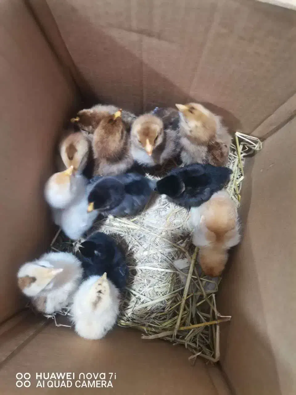 فروش جوجه محلی سالم|حیوانات مزرعه|گلوگاه بابل (گلیا), |دیوار