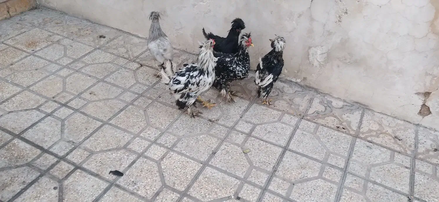 مرغ وخروس سلطان|حیوانات مزرعه|شیراز, شیخ علی چوپان|دیوار