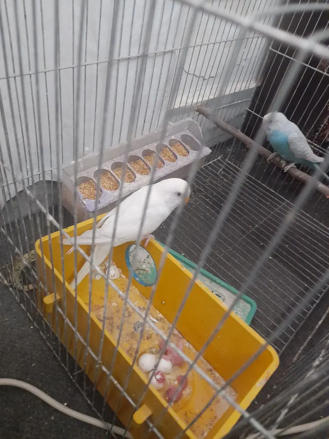 مرغ عشق|پرنده|تبریز, |دیوار