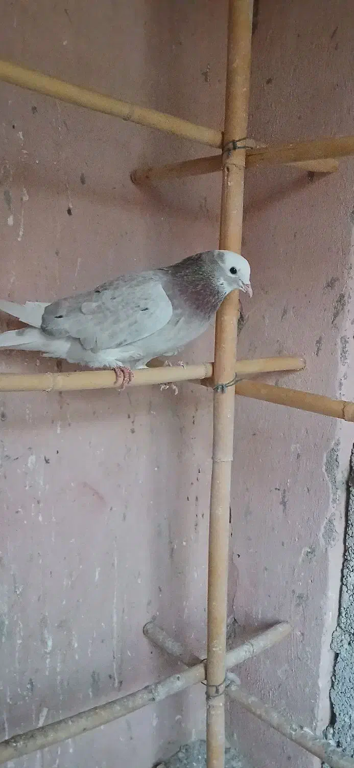 کفتر سرور|پرنده|مشکین‌دشت, |دیوار