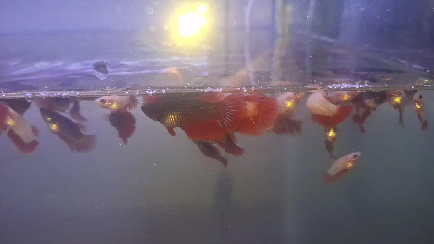 فایتر|ماهی|رشت, نظری|دیوار