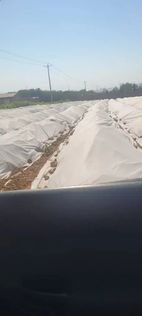 کاور (فوم)کشاورزی|عمده‌فروشی|جیرفت, |دیوار