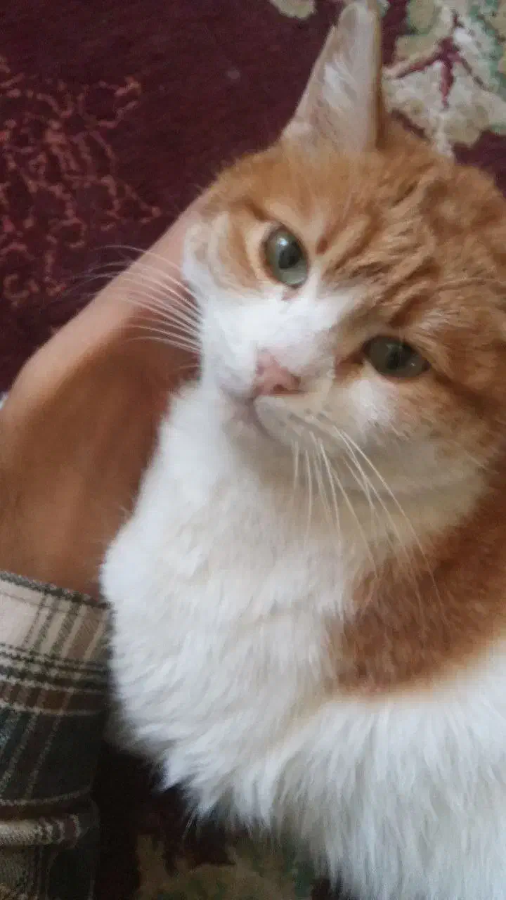 واگذاری رایگان گربه خونگی مهربون|گربه|یزد, |دیوار