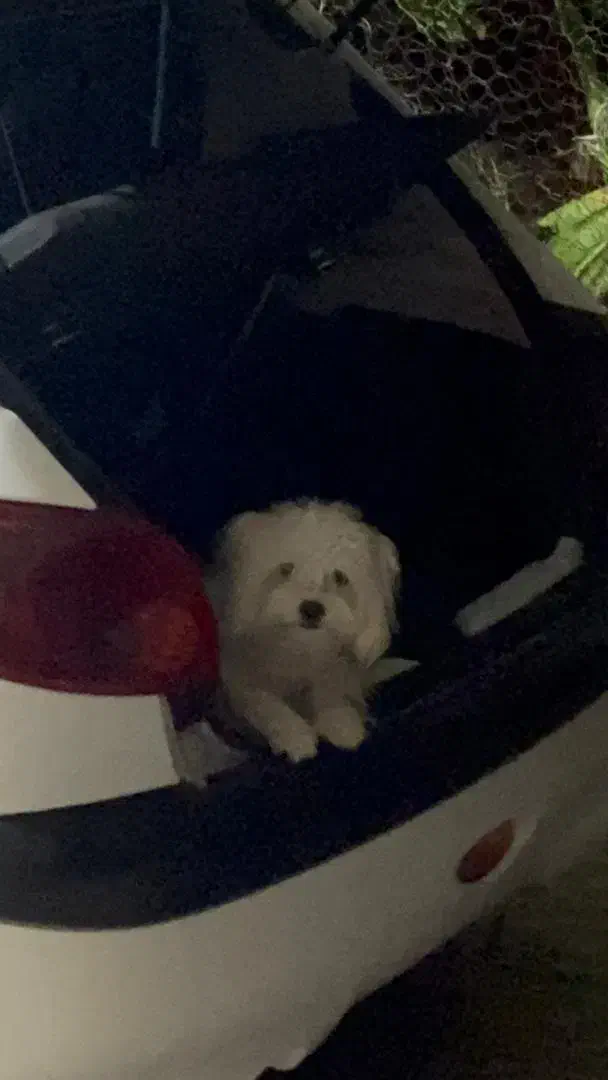 سگ پیدا شده|حیوانات|بندر کنگان, |دیوار