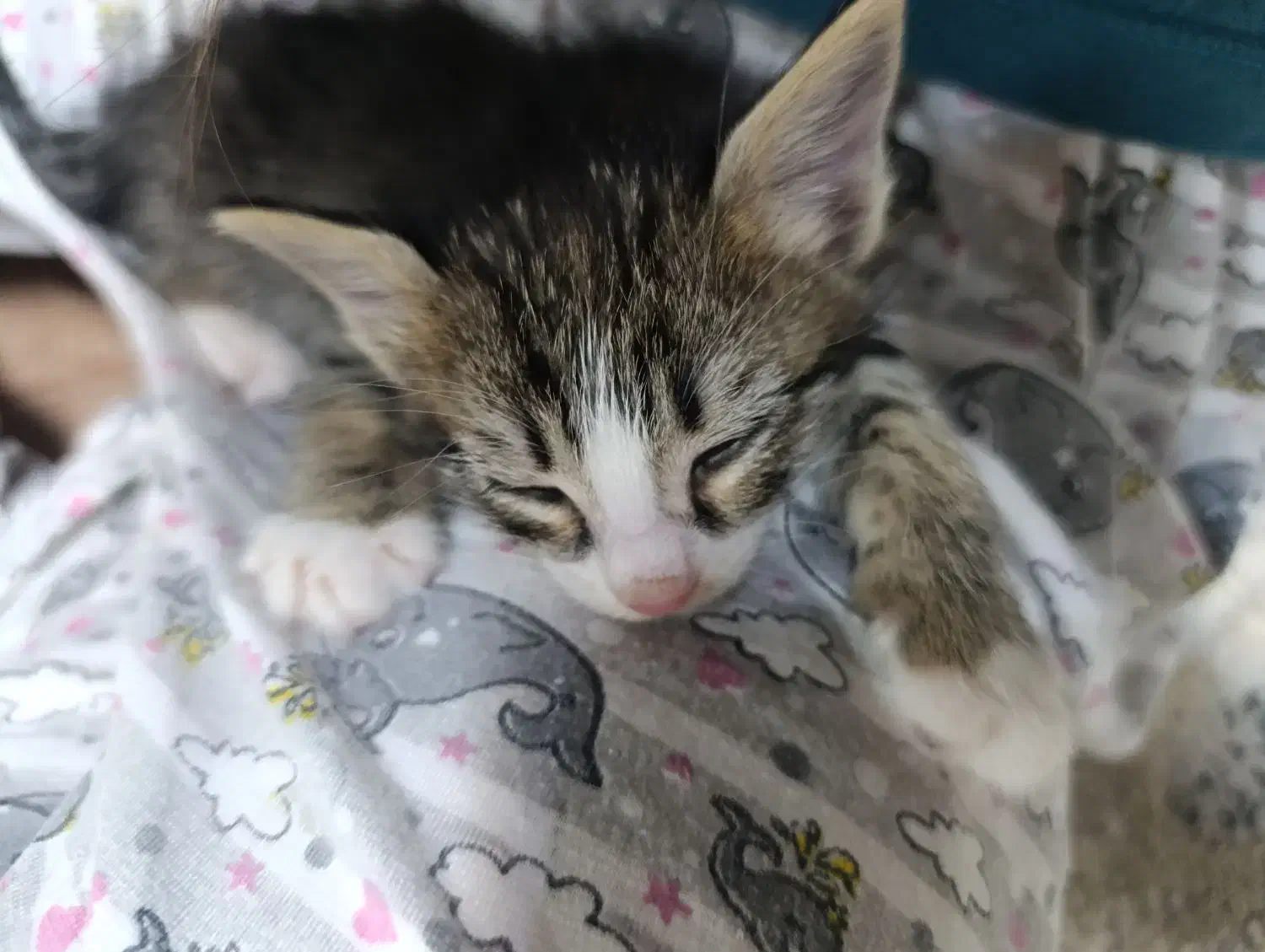 واگذاری گربه ۵ عدد ب صورت جدا یاچندتایی|گربه|پاکدشت, پاکدشت (مامازند)|دیوار