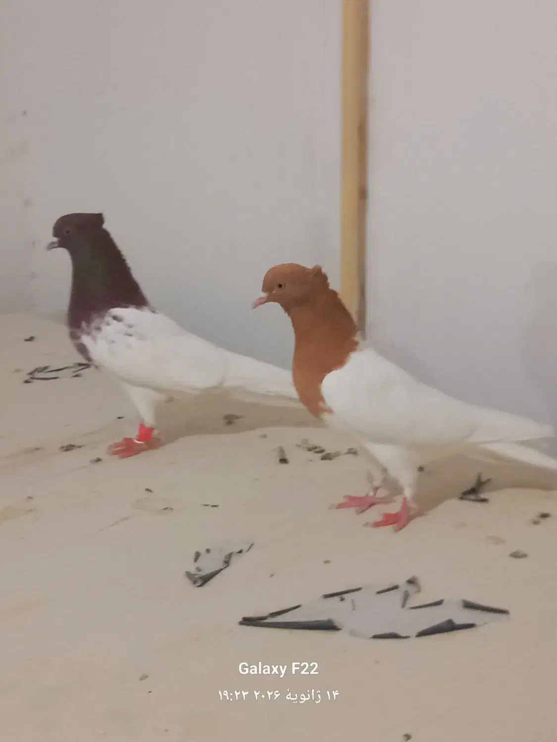 کبوتر کله زرد وسرخ|پرنده|مشهد, امام رضا (ع)|دیوار