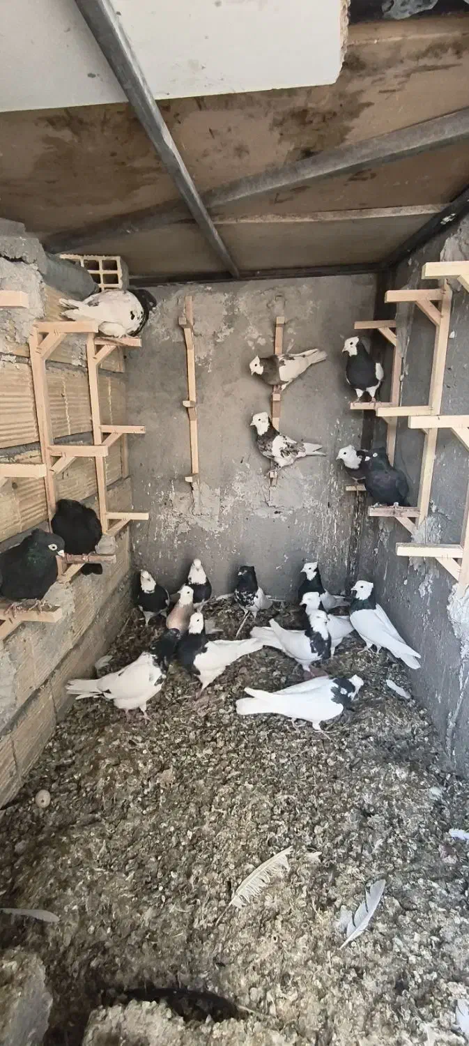 کبوتر|پرنده|فولادشهر, فولادشهر|دیوار