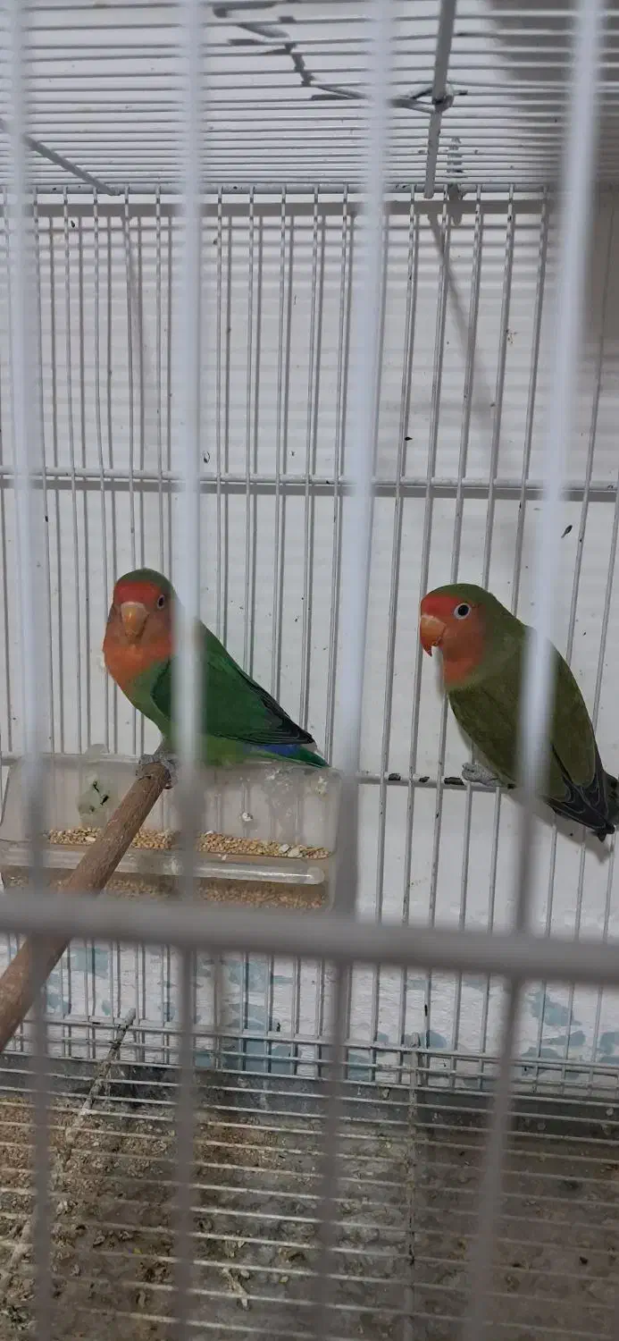 ۴عدد کوتوله صورت هلویی فروشی|پرنده|تربت جام, معدآباد|دیوار