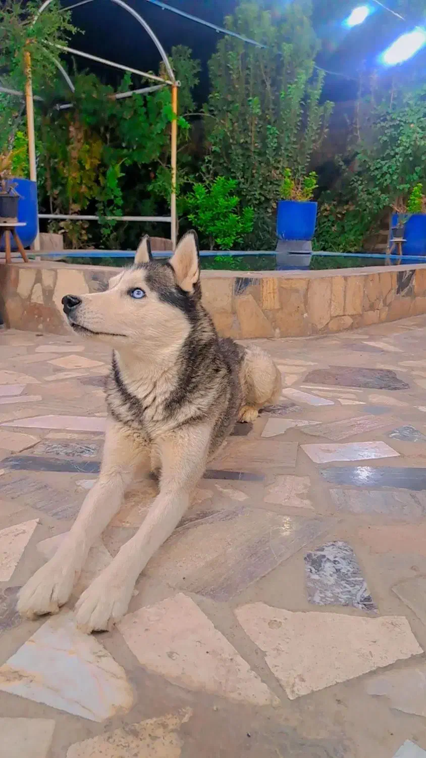 واگذاری سگ|سگ|کاشان, پشت شهربانی|دیوار