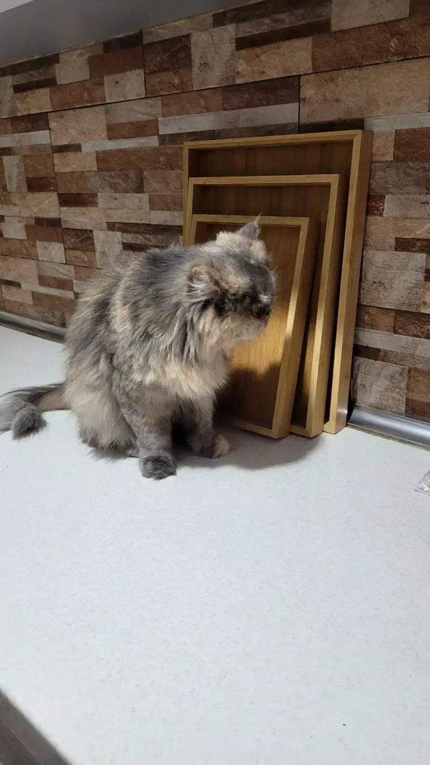 گربه پرشین|گربه|بندرعباس, |دیوار