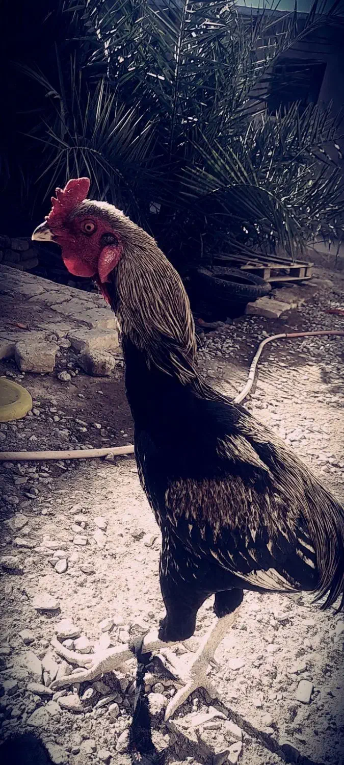 خروس|حیوانات مزرعه|خاش, |دیوار