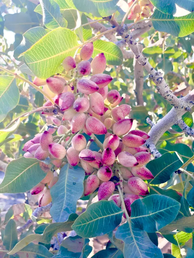 پسته|خوردنی و آشامیدنی|بردسکن, |دیوار