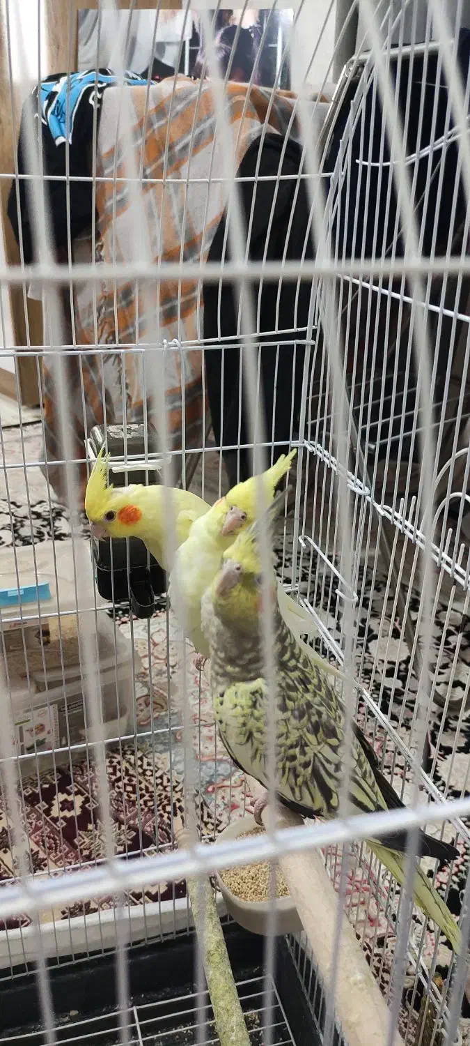 عروس هلندی مولد|پرنده|پاکدشت, شهرک امام رضا|دیوار