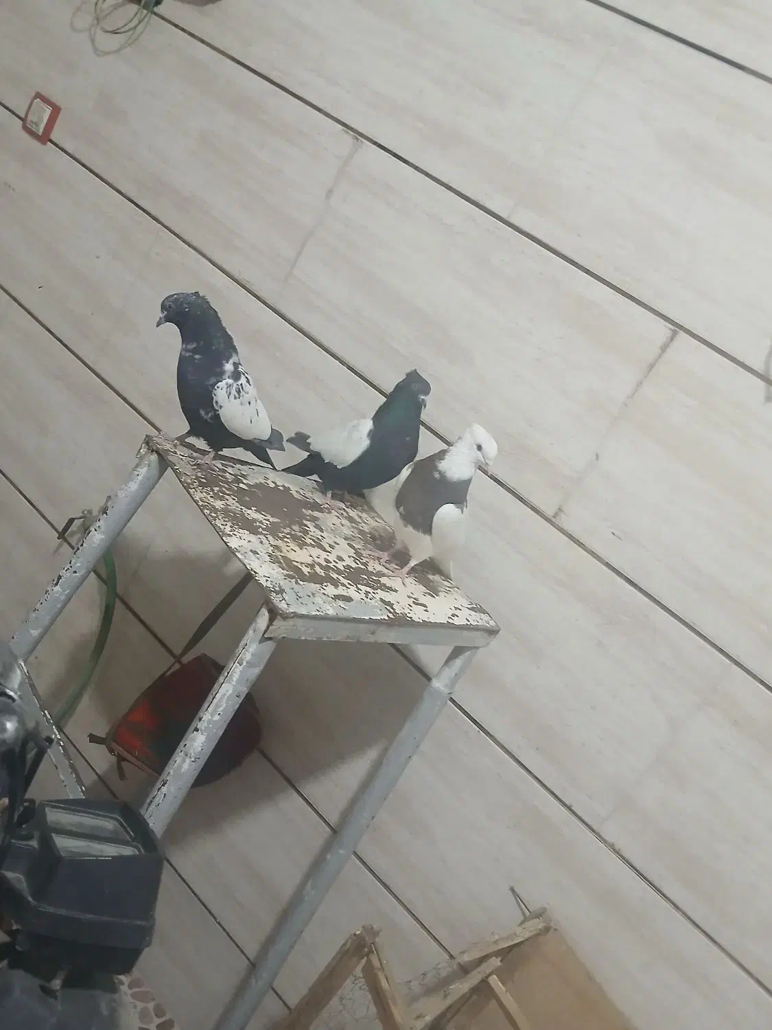 کفتر|پرنده|آباده, |دیوار