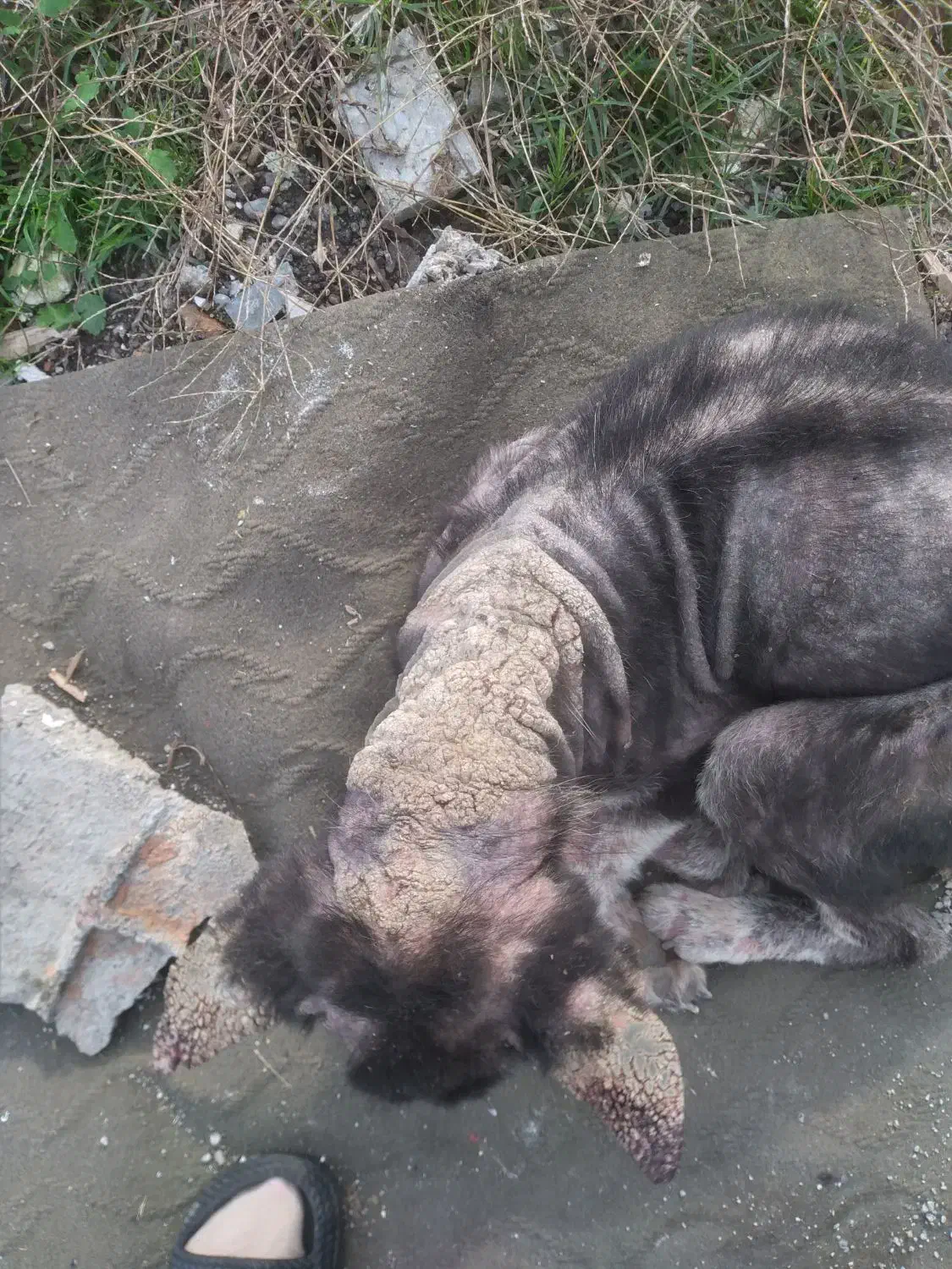 سگ بومی|حیوانات|رشت, ولکس|دیوار