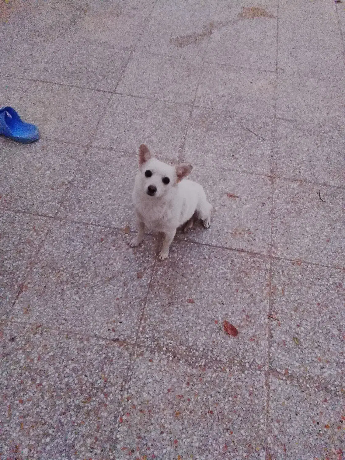 سگ پاکوتاه|سگ|شیراز, گویم|دیوار