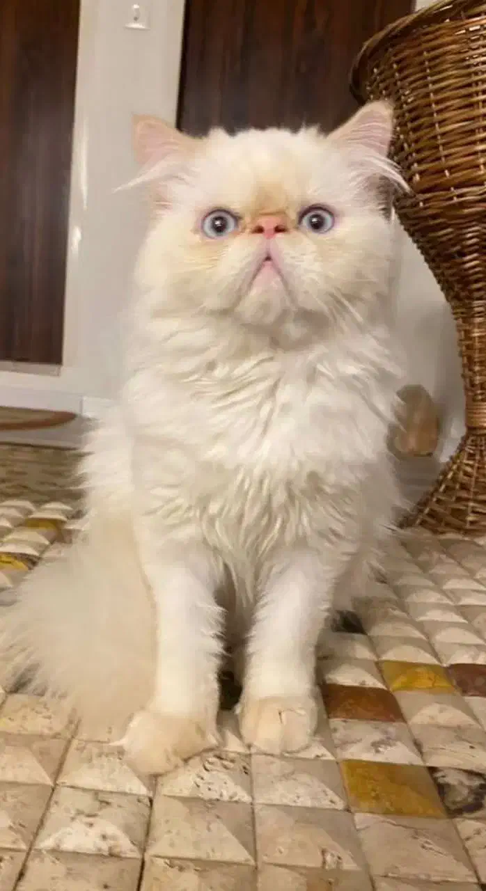 گربه پرشین|گربه|اردبیل, |دیوار