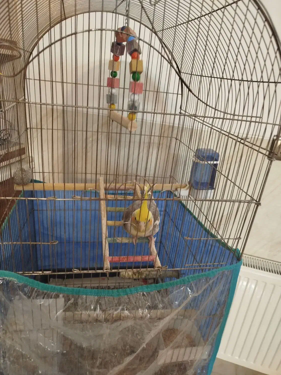 عروس هلندی|پرنده|یزد, |دیوار