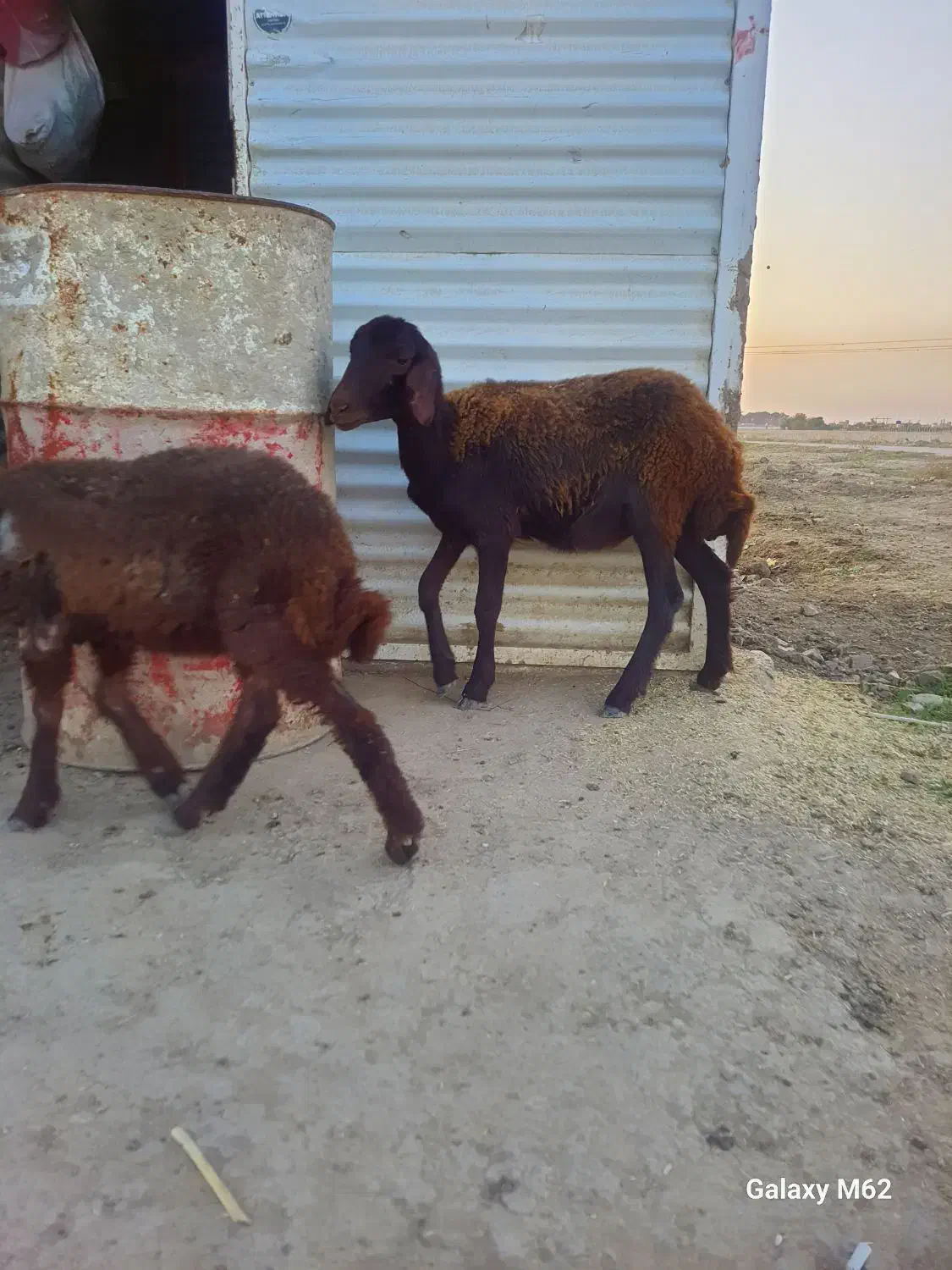 دوتا بره افشاری خوردخوراک به شرط قیمت جفت ۱۱۵۰۰|حیوانات مزرعه|گنبد کاووس, |دیوار