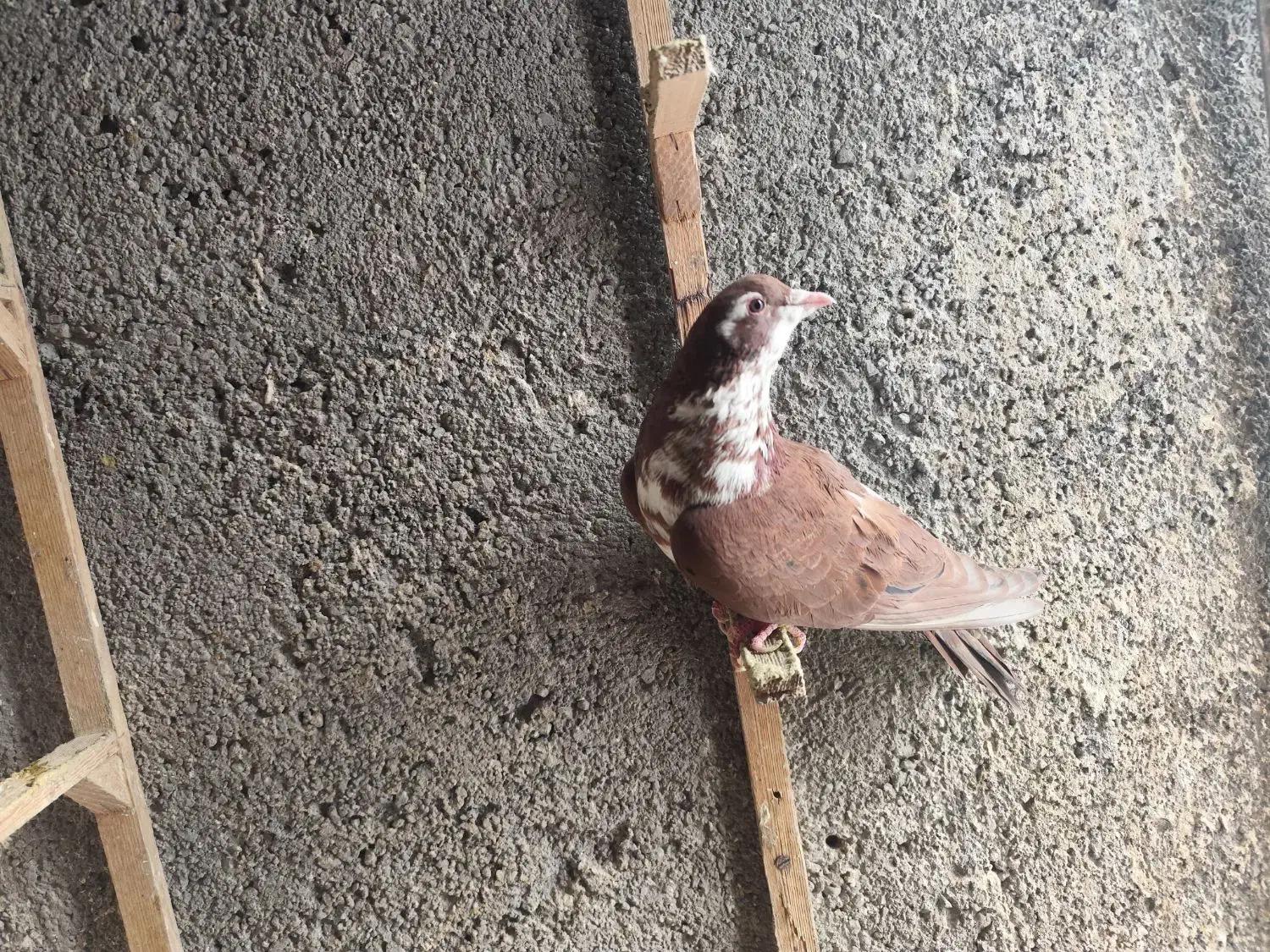 کفتر|پرنده|مشهد, کارمندان دوم|دیوار