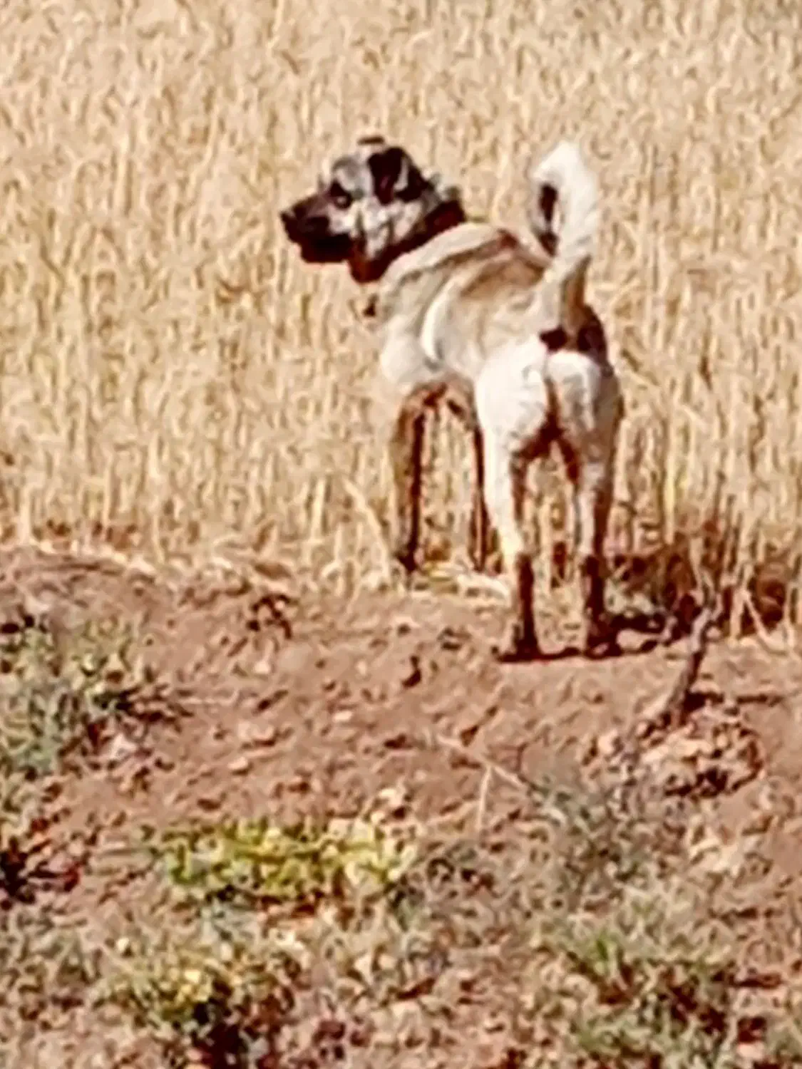 سگ سرابی|سگ|قیدار, |دیوار