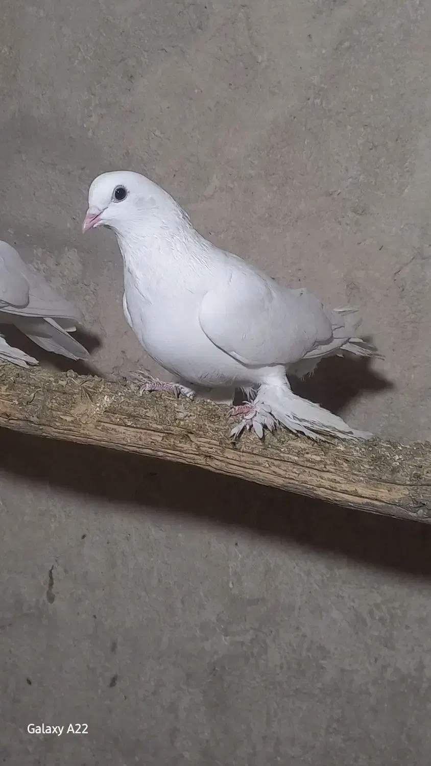 کبوتر|پرنده|تبریز, |دیوار