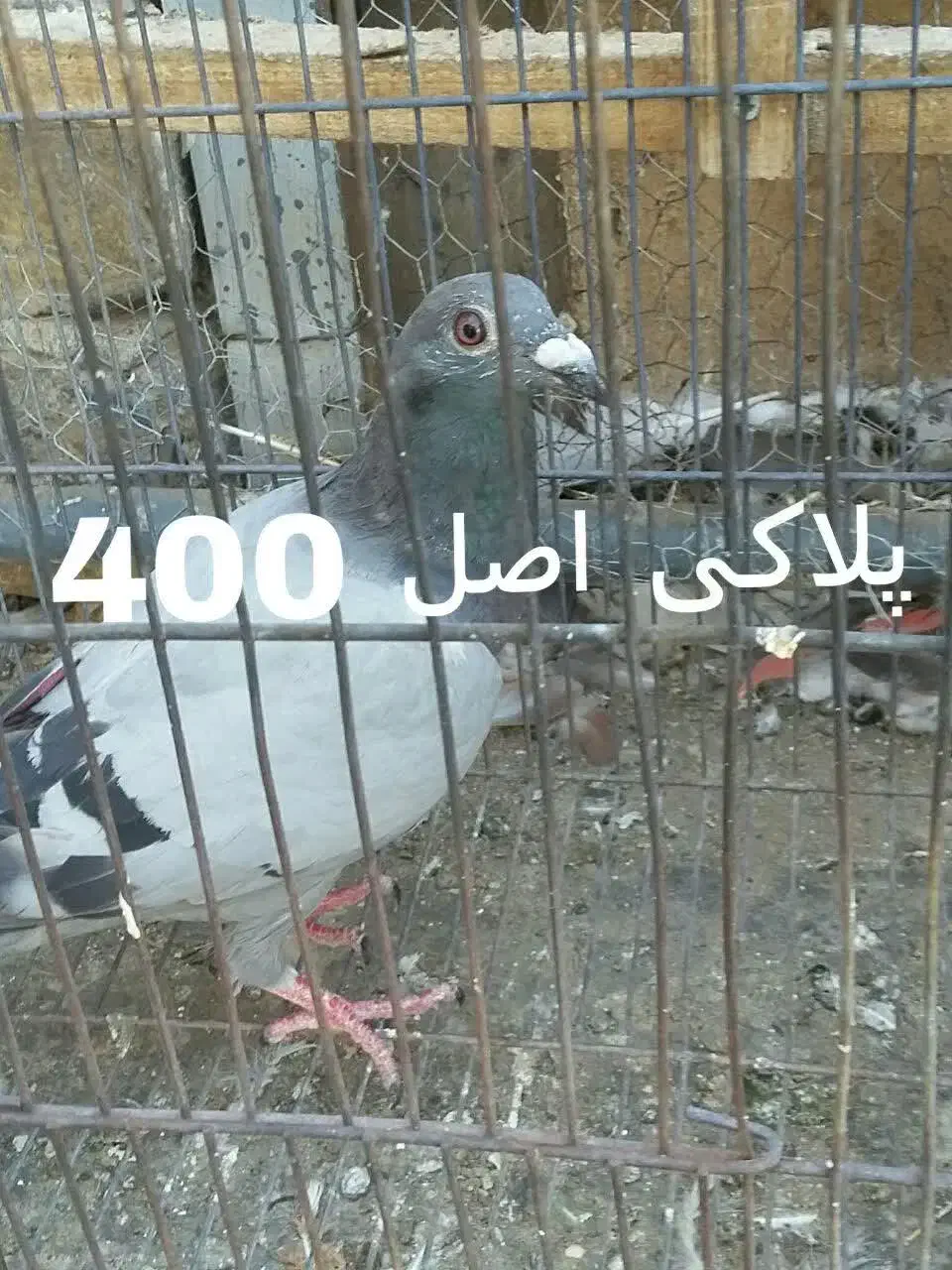 کبوتر|پرنده|قم, شهرک توانیر|دیوار
