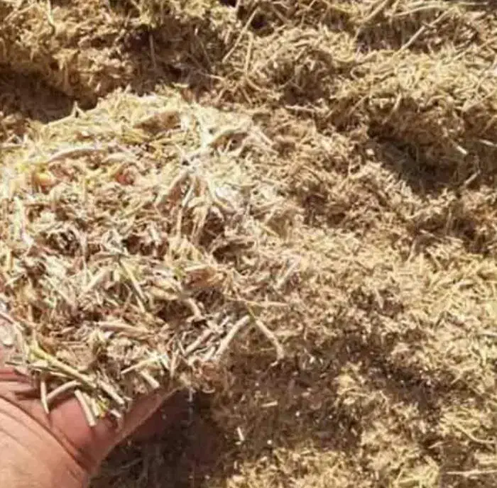 کاه لوبیا چیتی|عمدهفروشی|خرمدره, |دیوار