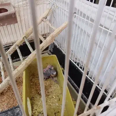 مرغ عشق رینبو انگلیسی با جوجه و تخم و رام|پرنده|شیراز, محراب|دیوار