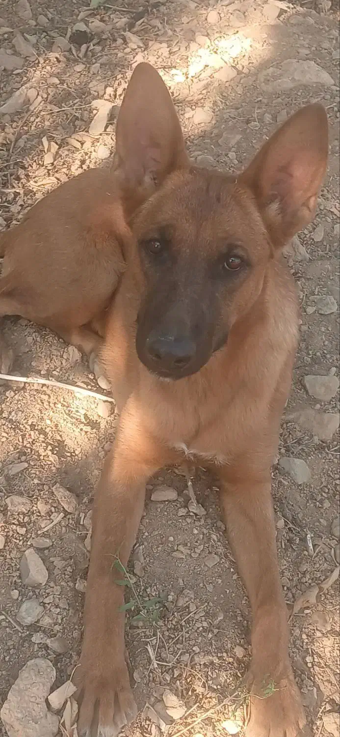 فروش سگ|سگ|شازند, |دیوار