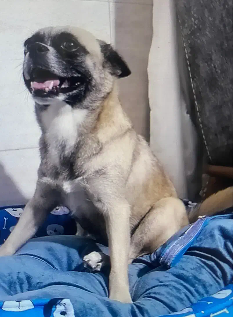 سگ گمشده مژدگانی|حیوانات|شاهینشهر, ۹ دی|دیوار