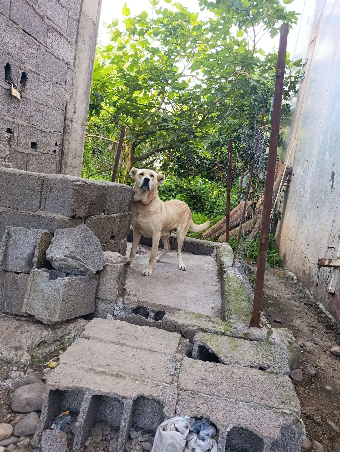 سگ پژدر|سگ|سیاهکل, |دیوار
