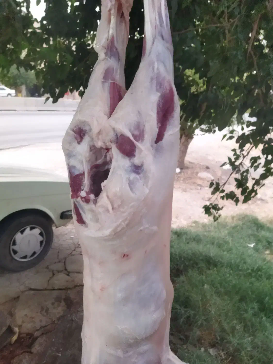گوشت کهره بره|خوردنی و آشامیدنی|شیراز, بید زرد|دیوار