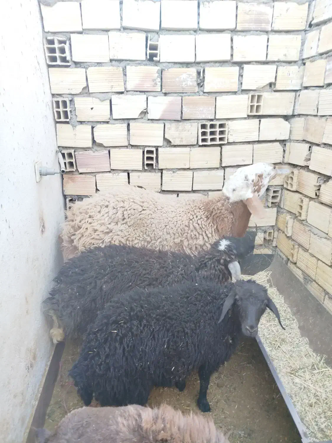 بره همو و هترو|حیوانات مزرعه|سیرجان, |دیوار