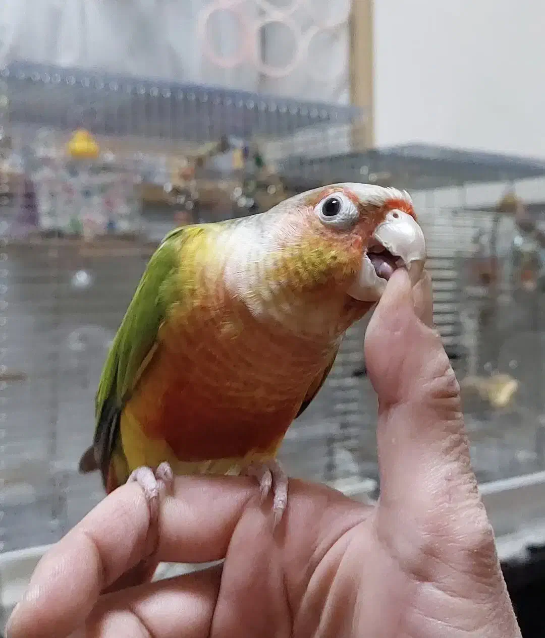 گیرینچیک|پرنده|آستانه اشرفیه, |دیوار