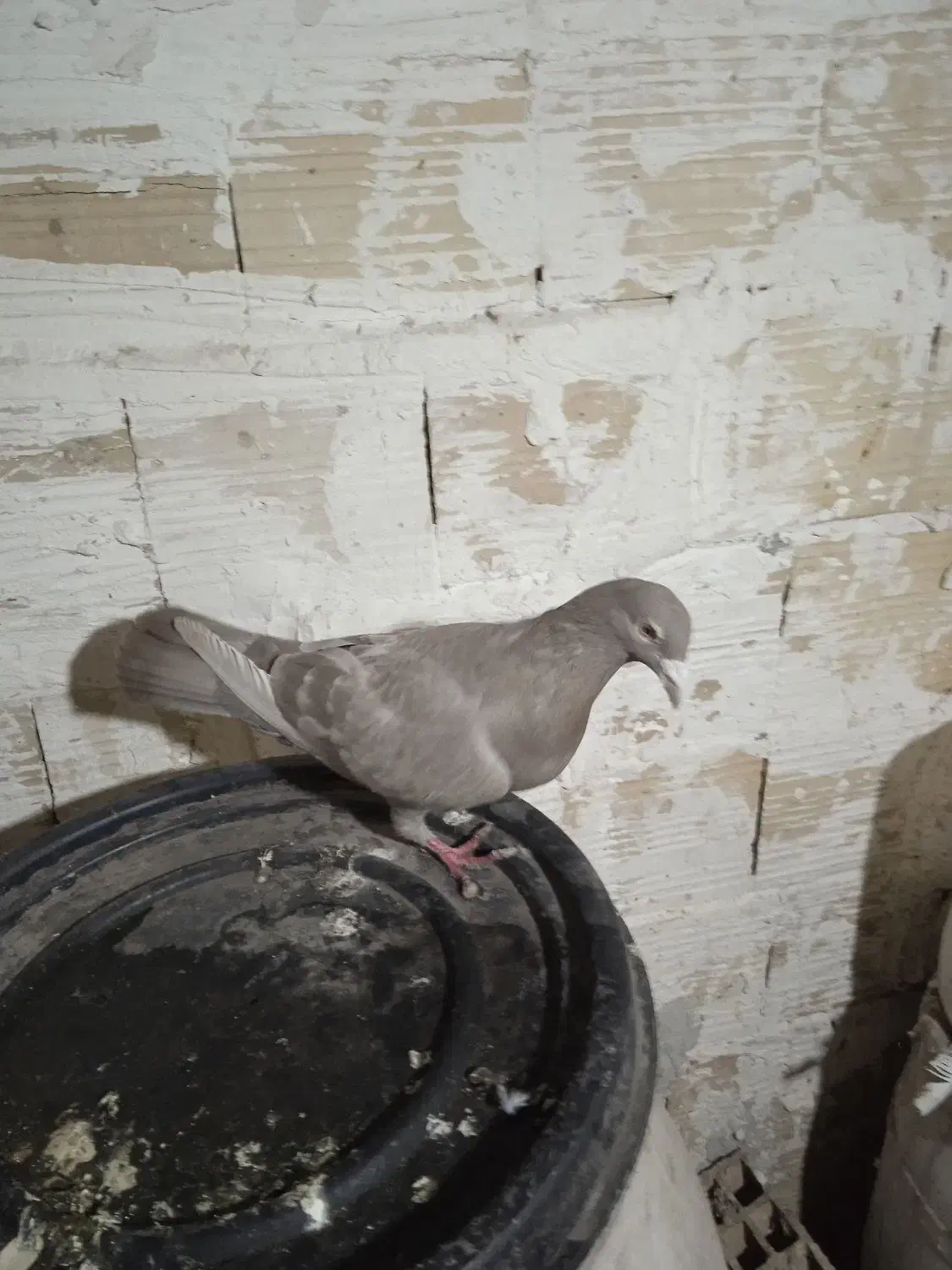 کله دار|حیوانات|تاکستان, |دیوار