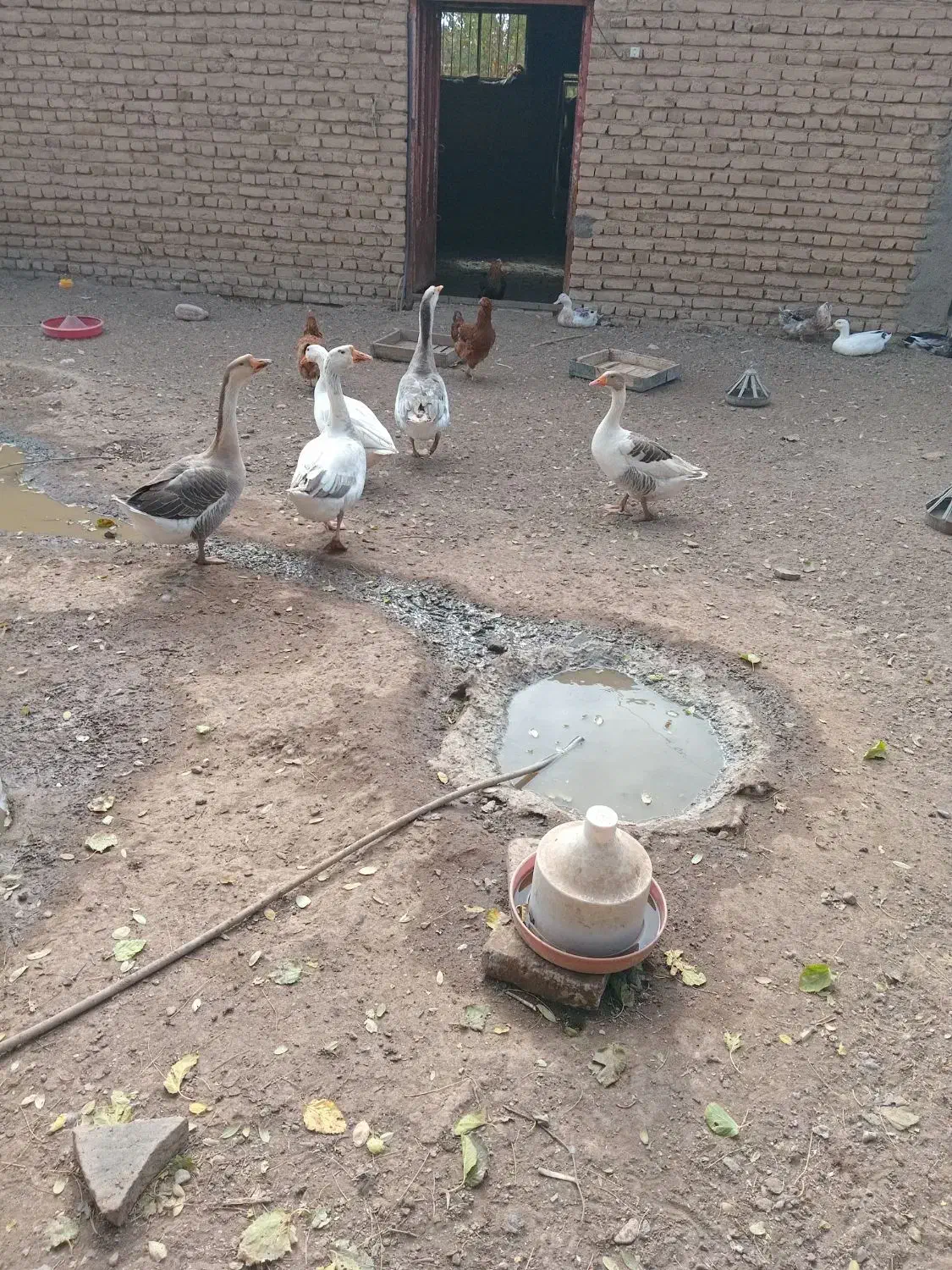 تعویض بوقلمون نرباماده|حیوانات مزرعه|مشهد, بهارستان|دیوار