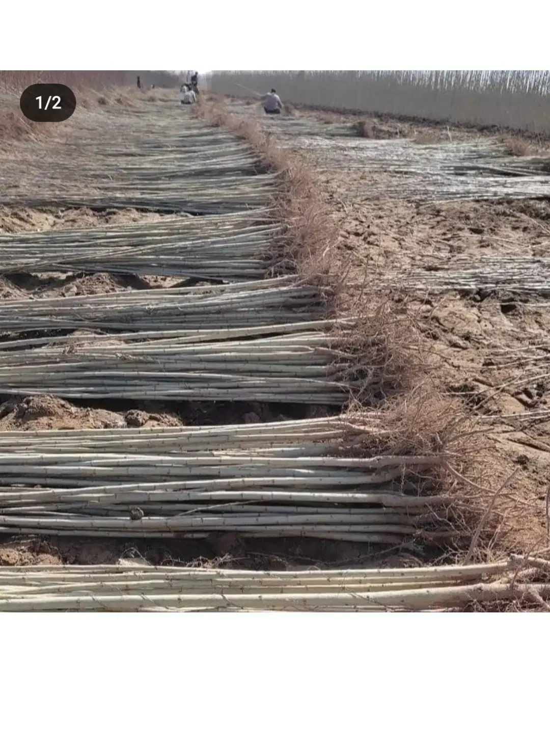 نهالستان گردو بادام و صنوبر|خدمات باغبانی و درختکاری|جلفا, |دیوار