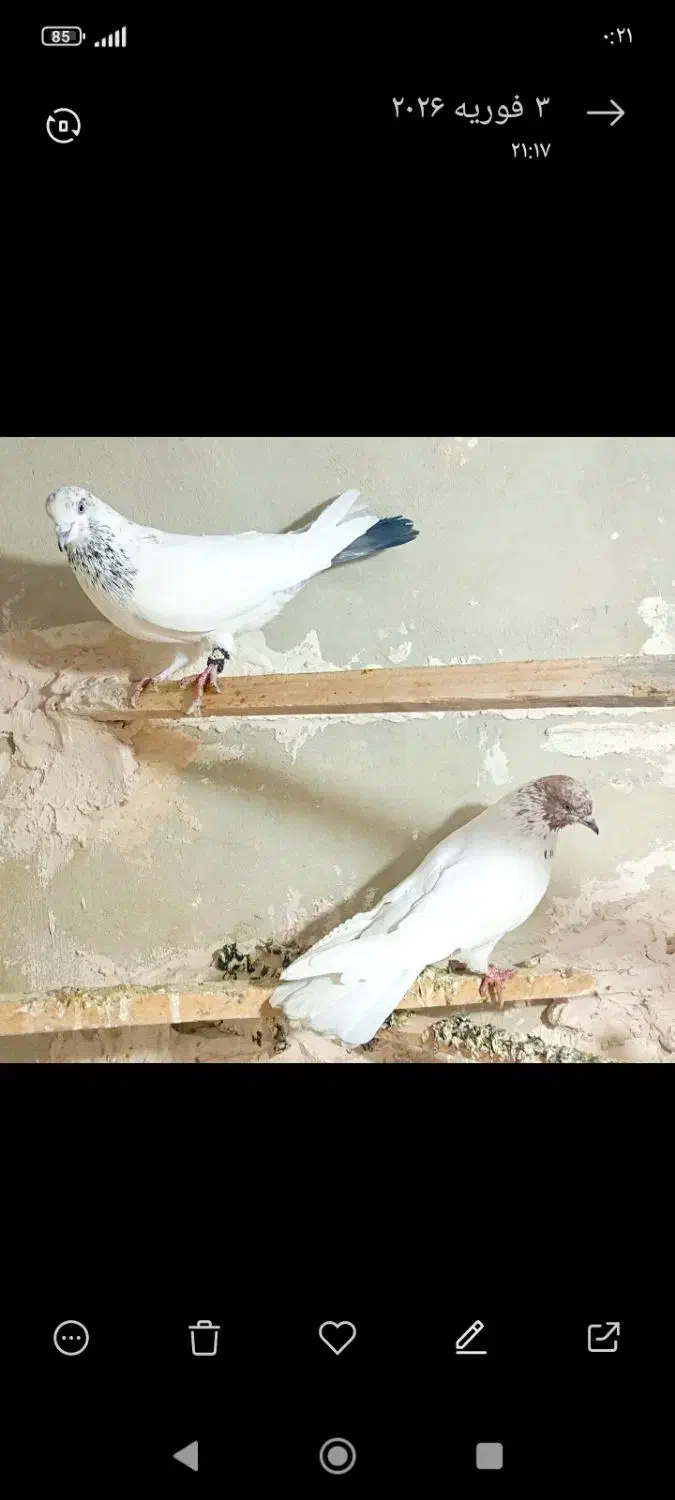 کبوتر|پرنده|کرمانشاه, |دیوار