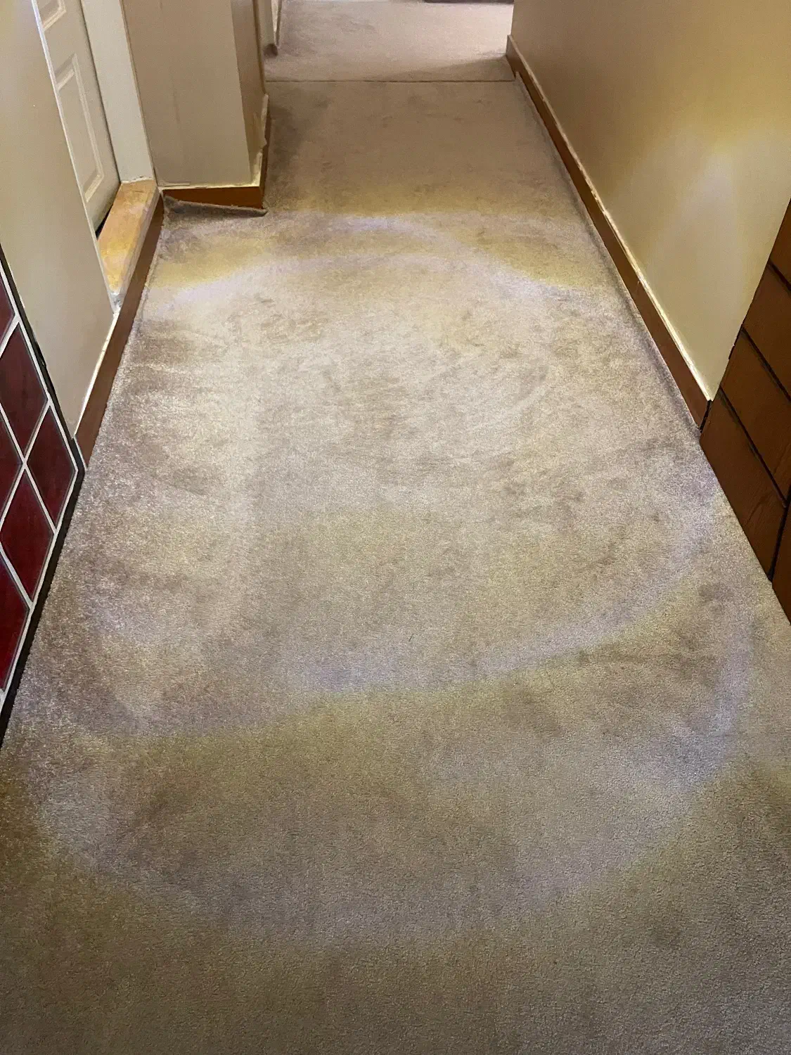 موکت پالاز|موکت|رشت, انصاری|دیوار