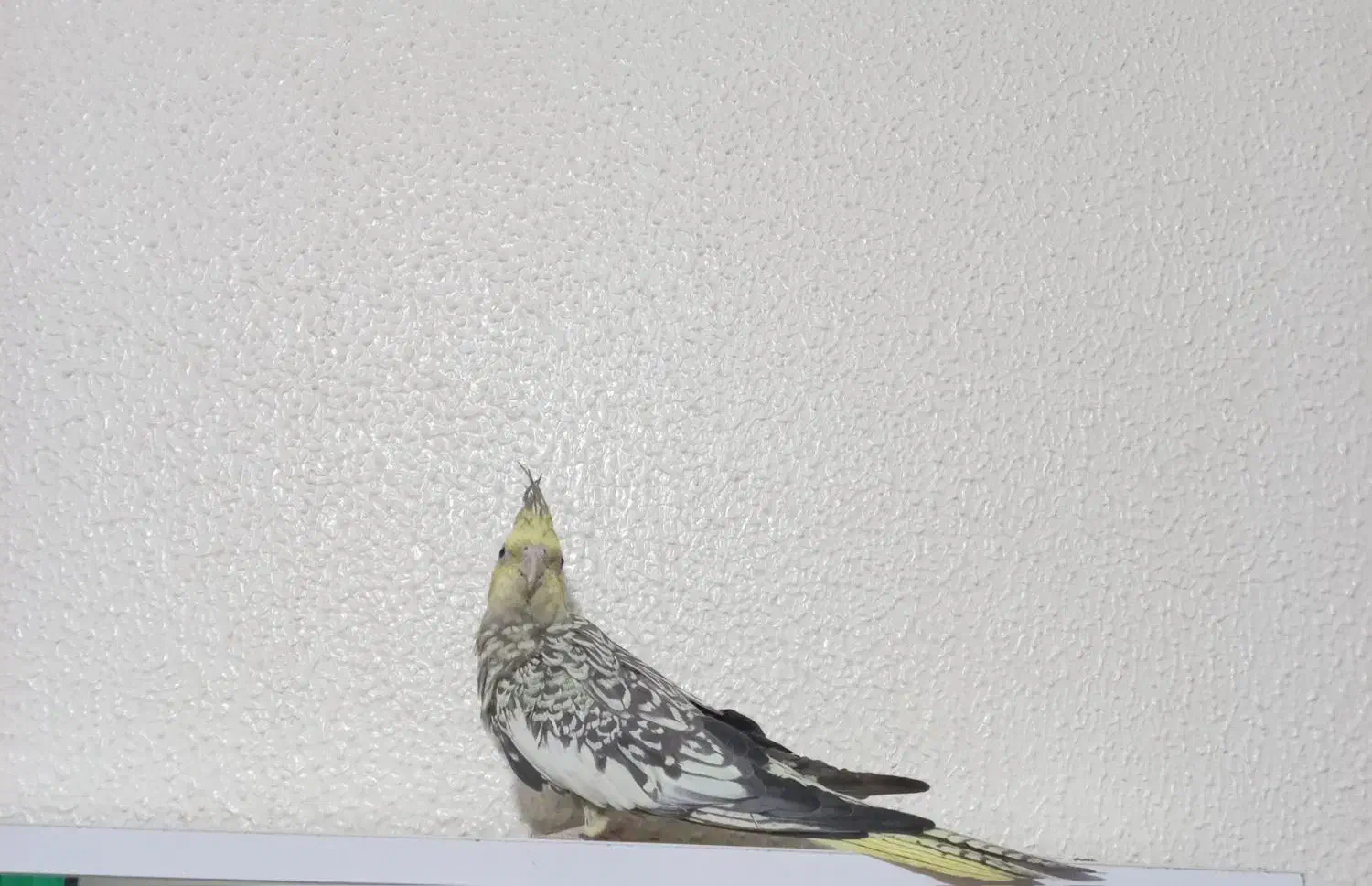 عروس هلندی ماده|پرنده|شاهین‌شهر, فردوسی|دیوار